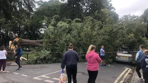 A tree brought down by the wind