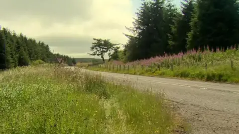 A road. On either side of the road is long grass. Beyond the grass there are trees. 