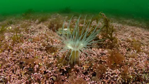 Paul Naylor A burrowing anemone in maerl bed that is a pale green colour and shaped like a flower while the maerl is pink and looks like a bed of tiny flowers