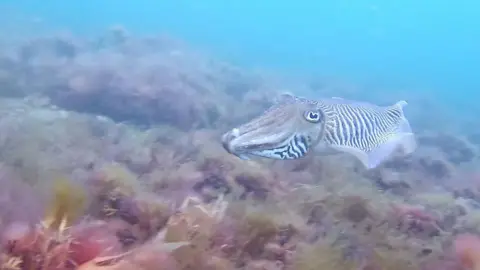 A cuttlefish swims across a bed of kelp on the seafloor.