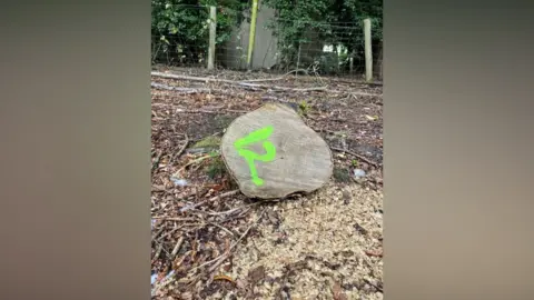Forestry Commission A felled tree with the number 12 sprayed on the bottom