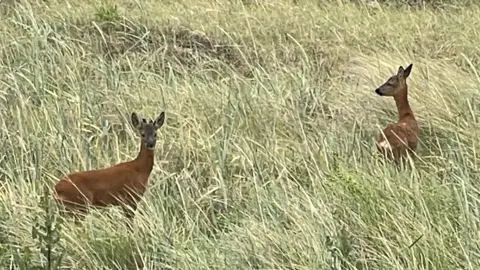 Superted Two deer are in a long grassy field. The one on the left is side on and looking towards the camera. The one on the right is pictured from behind with its head turned to the left.
