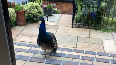 A peacock wanders up a set of shallow steps towards a set of French doors.
