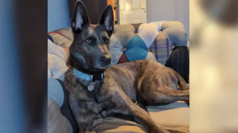 RSPCA Mia - brown, Dutch shepherd lying on a sofa wearing a blue collar.