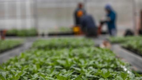 Blurred figures of farm workers in front of trays of plants