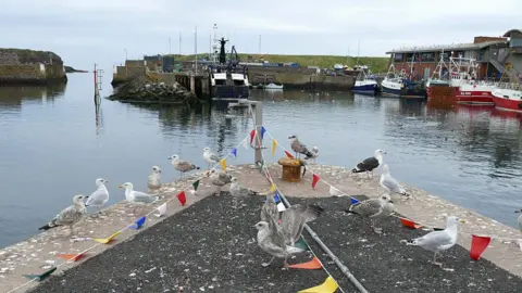Stephen Craven A group of seabirds at the end of a pier in Eyemouth with fishing boats in the distance around the harbour with the opening out to the sea on the left hand side