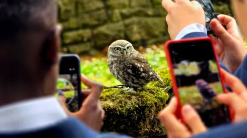 Sharon Cox An owl stands wide-eyed on a mossy tree as a group of children hold up their phones and take pictures and videos of the birds. 