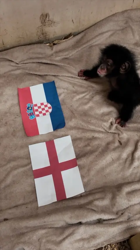 A chimp by England and Croatia flags.
