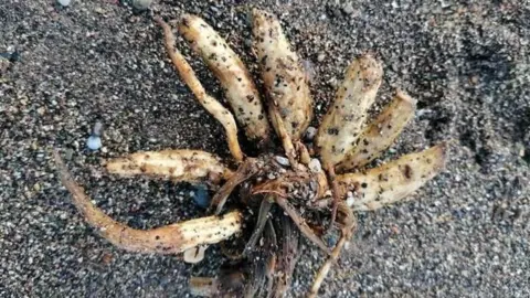 Dead man’s fingers coral, with pale, finger-shaped lobes radiating from a central base, washed up on a sandy, pebbled beach and speckled with sand.