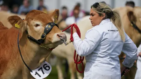 A woman with long blonde hair is walking a bull on a red corded rope. The woman is dressed in a white coat with 'NI COMMERCIAL CATTLE' written on the back. 
