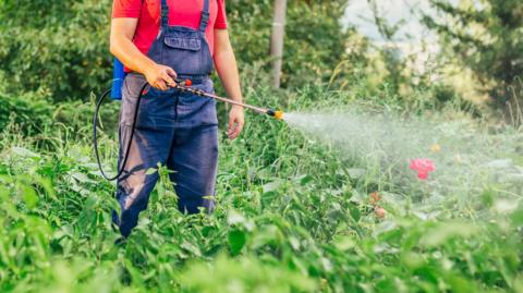 A person spraying pesticide in a garden