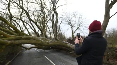 A man takes a picture of a fallen tree