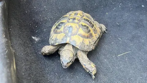 Cambs Police A tortoise is sat on a dark blue mat.