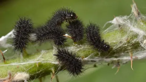 Gilles San Martin/Butterfly Conservation Six black fuzzy caterpillars are crawling on a green stem. Around them is white web.