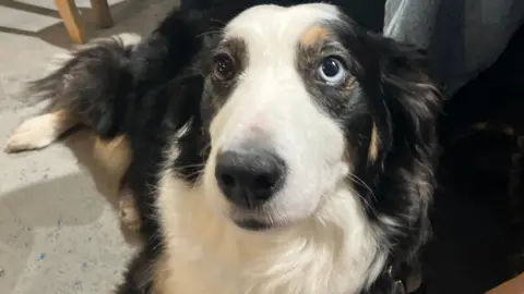 Daisy a border collie. A black and white dog sitting on the floor, looking at the camera.