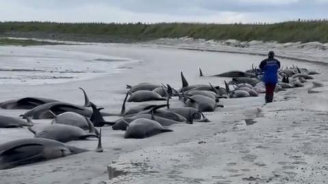 Pod of whales stranded in Orkney