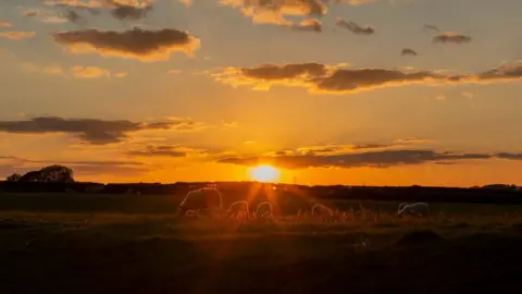 Getty Images Sheep graze at sunset