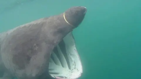 Craig Whalley Basking shark in Manx waters