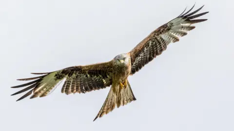  Norman Norris/PA Undated handout photo issued by the RSPB of an adult red kite in flight in Wales.