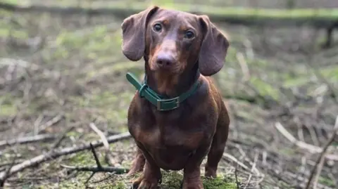 Chris Feeney/Leanne Allcote Toffee the dachshund its dark brown, he's standing outside with moss and twigs around him. He's looking at the camera, and is wearing a thick green collar.