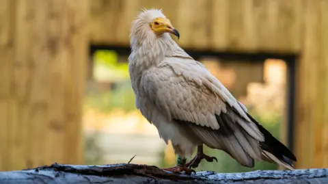 A close up of an Egyptian vulture with a yellow face. The bird named Ramasees, is perching on a branch. 