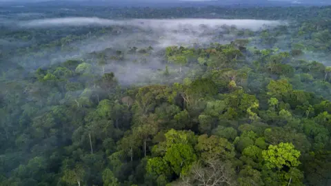 Ignacio Palacios The Amazon rainforest