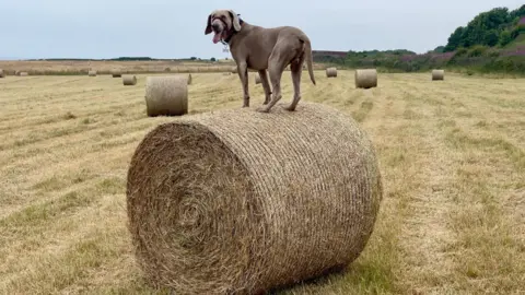 John Riddell A dog standing on a roll of hay. The light brown Weimaraner-type animal has its head turned to face the viewer and is panting with tongue out. Other rolls of hay are in the field, which is edged to the right with a bank of trees.