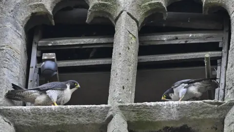 Mick Large Photography Two peregrine falcons perched on a stone window frame. There is a camera to the left and there is a wooden frame around the window. 