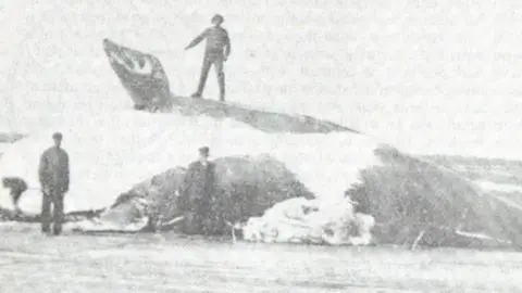 IWDG Photograph showing north atlantic right whale on beach with whalers stood on and around it