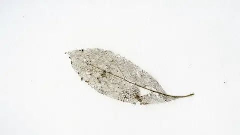 Jude Wall A Frozen Leaf