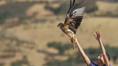 A volunteer releases a red kite chick in south west Spain