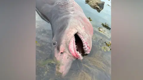 Government of Jersey A dead shark in water by a beach. Its mouth is open with its sharp teeth showing.
