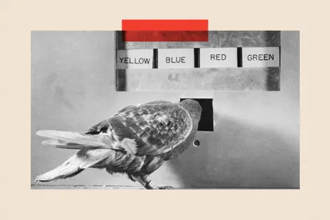 Getty Images A psychological experiment with pigeons conducted by BF Skinner