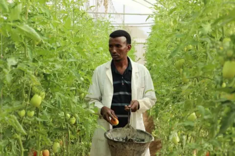 AFP Mohammad Omar tends to tomatoes in a greenhouse farm on the outskirts of Mogadishu.