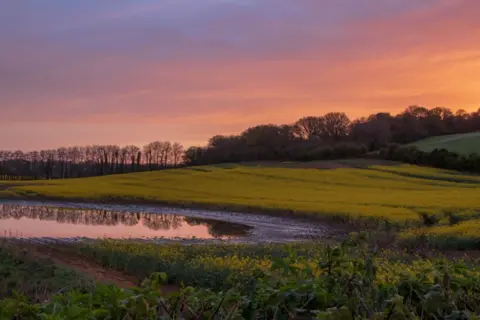 Nicky Newman THURSDAY - Rural Wimborne at Sunrise