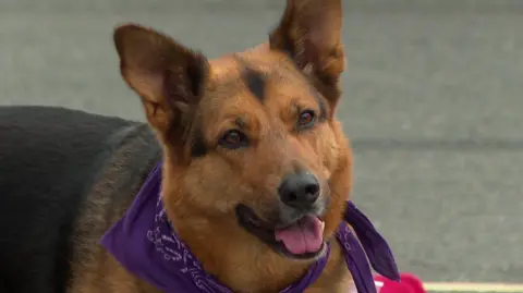 A dog that looks like a cross between a red Labrador and a German Shepherd has its ears pricked and brown eyes. Its mouth is open as if it panting and it has a bandana around its neck. He is standing on a road with double yellow lines painted on it.