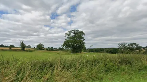 Tree in a field with grey skies above