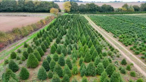 Still taken from drone footage shows a variety of tree sizes at the farm.