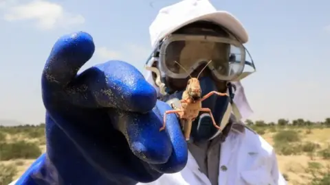 EPA A worker from Somaliland's Ministry of Agriculture holds a desert locust after spraying them with bio-pesticide in one of the breeding grounds for the desert locusts in Geerisa town, Lughaya District, some 350km north east of the capital Hargeisa