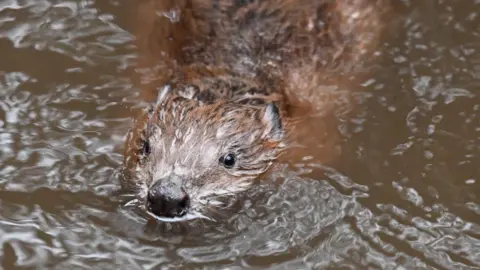 Cornish Seal Sanctuary Hamish the beaver