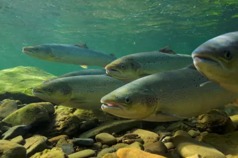Reuters Five salmon resting in a river