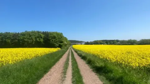 Helen Hindson  A rural image of a site with rapeseed oil growing on either side of an unpaved gravel road with woodland in the distance.