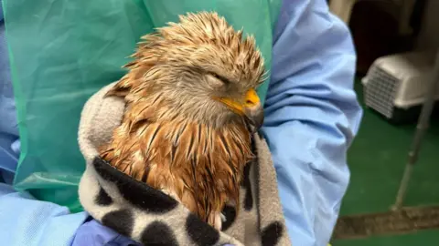 Folly Wildlife Rescue A red kite with a yellow beak. Its body feathers are red and black, and its eyes are almost completely closed. It is wrapped in a towel and being held by a person in blue scrubs.