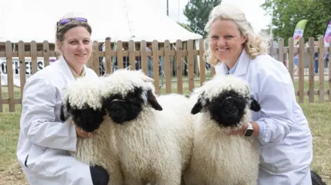 Two women in white coats hold three very woolly sheep which have black faces and ears in a display ring at the Bath and West Show