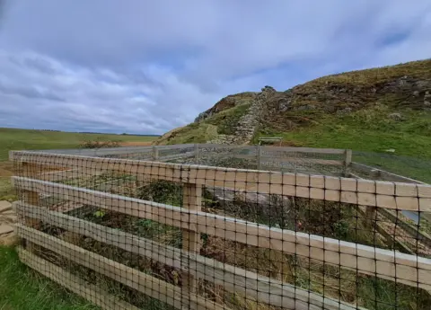 Sarah Bennett/National Trust/PA Media A wooden protective cage is covered in wire mesh netting and fences off the stump of the Sycamore Gap tree. Behind the cage is Hadrian's wall, surrounded by green space.