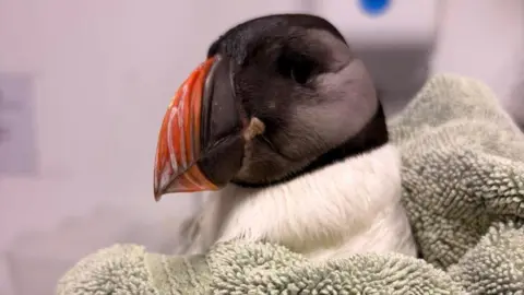 Rosemullion Veterinary Practice A close-up of Peter the puffin. His head is peeping out from a towel. He has a black head, white neck and a black and orange wide beak.