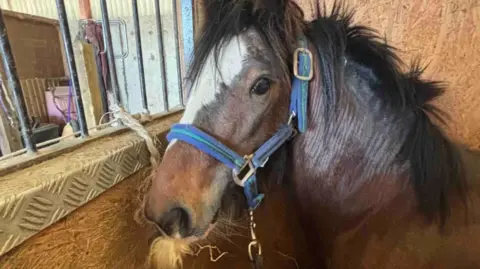 A horse in a stable looking at the camera with headgear on
