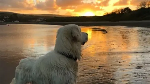 Kristina Harries Golden retriever looking at beach sunset