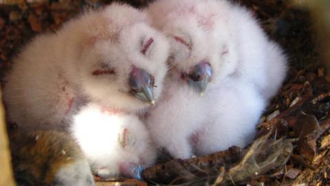 Tawny owl chicks