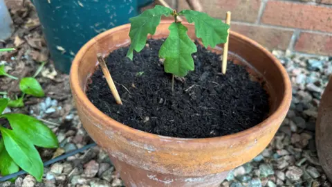 A seedling in a brown terracotta pot sits outside. There are stones and gravel on the ground it sits on.